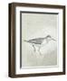 Sea Birds III-Kathrine Lovell-Framed Art Print