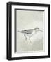 Sea Birds III-Kathrine Lovell-Framed Art Print