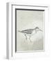 Sea Birds III-Kathrine Lovell-Framed Art Print