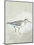 Sea Birds III-Kathrine Lovell-Mounted Art Print
