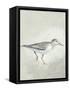 Sea Birds III-Kathrine Lovell-Framed Stretched Canvas