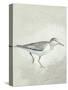 Sea Birds III-Kathrine Lovell-Stretched Canvas