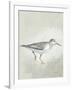 Sea Birds III-Kathrine Lovell-Framed Art Print