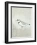 Sea Birds IV-Kathrine Lovell-Framed Art Print