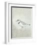 Sea Birds IV-Kathrine Lovell-Framed Art Print