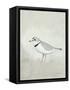 Sea Birds IV-Kathrine Lovell-Framed Stretched Canvas