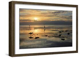 Sea Birds Low Tide-Robert Goldwitz-Framed Giclee Print