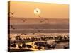 Sea Birds on Beach, Sun Setting in Mist, Santa Cruz Coast, California, USA,-Tom Norring-Stretched Canvas