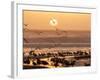 Sea Birds on Beach, Sun Setting in Mist, Santa Cruz Coast, California, USA,-Tom Norring-Framed Photographic Print