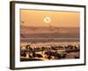 Sea Birds on Beach, Sun Setting in Mist, Santa Cruz Coast, California, USA,-Tom Norring-Framed Photographic Print