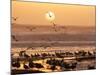 Sea Birds on Beach, Sun Setting in Mist, Santa Cruz Coast, California, USA,-Tom Norring-Mounted Photographic Print