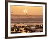 Sea Birds on Beach, Sun Setting in Mist, Santa Cruz Coast, California, USA,-Tom Norring-Framed Photographic Print