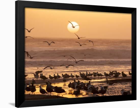 Sea Birds on Beach, Sun Setting in Mist, Santa Cruz Coast, California, USA,-Tom Norring-Framed Photographic Print