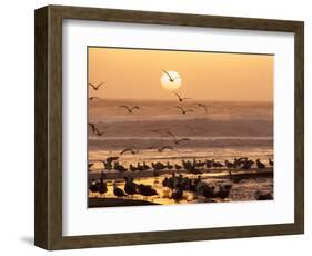 Sea Birds on Beach, Sun Setting in Mist, Santa Cruz Coast, California, USA,-Tom Norring-Framed Photographic Print