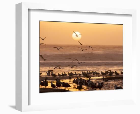 Sea Birds on Beach, Sun Setting in Mist, Santa Cruz Coast, California, USA,-Tom Norring-Framed Photographic Print