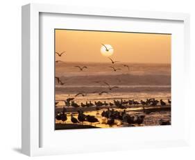 Sea Birds on Beach, Sun Setting in Mist, Santa Cruz Coast, California, USA,-Tom Norring-Framed Photographic Print