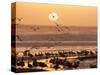Sea Birds on Beach, Sun Setting in Mist, Santa Cruz Coast, California, USA,-Tom Norring-Stretched Canvas