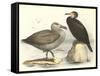 Sea Birds-null-Framed Stretched Canvas