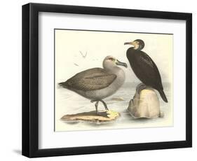 Sea Birds-null-Framed Art Print