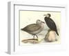 Sea Birds-null-Framed Art Print