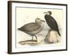 Sea Birds-null-Framed Art Print