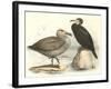 Sea Birds-null-Framed Art Print