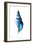 Sea Blue Shell-Crystal Smith-Framed Art Print