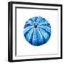 Sea Blue Urchin-Crystal Smith-Framed Art Print