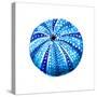 Sea Blue Urchin-Crystal Smith-Stretched Canvas