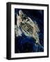 sea bream-jocasta shakespeare-Framed Giclee Print