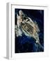 sea bream-jocasta shakespeare-Framed Giclee Print