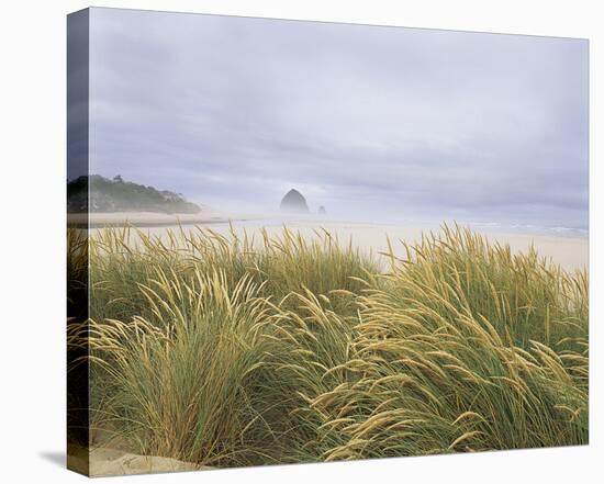 Sea Breeze Dunes-Adam Brock-Stretched Canvas