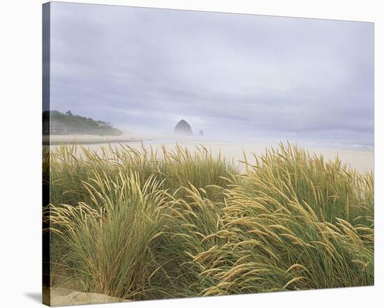 Sea Breeze Dunes-Adam Brock-Stretched Canvas