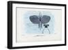 Sea Butterflies, 1863-79-Raimundo Petraroja-Framed Giclee Print