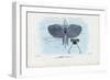 Sea Butterflies, 1863-79-Raimundo Petraroja-Framed Giclee Print