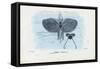 Sea Butterflies, 1863-79-Raimundo Petraroja-Framed Stretched Canvas