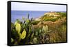 Sea Coast with Cactus, Parco Naturale Di Porto Selvaggio, Torre Uluzzo E Baia, Nardo, Italy-Stefano Amantini-Framed Stretched Canvas