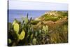 Sea Coast with Cactus, Parco Naturale Di Porto Selvaggio, Torre Uluzzo E Baia, Nardo, Italy-Stefano Amantini-Stretched Canvas