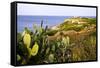 Sea Coast with Cactus, Parco Naturale Di Porto Selvaggio, Torre Uluzzo E Baia, Nardo, Italy-Stefano Amantini-Framed Stretched Canvas