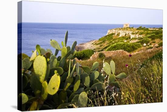 Sea Coast with Cactus, Parco Naturale Di Porto Selvaggio, Torre Uluzzo E Baia, Nardo, Italy-Stefano Amantini-Stretched Canvas