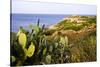 Sea Coast with Cactus, Parco Naturale Di Porto Selvaggio, Torre Uluzzo E Baia, Nardo, Italy-Stefano Amantini-Stretched Canvas