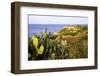 Sea Coast with Cactus, Parco Naturale Di Porto Selvaggio, Torre Uluzzo E Baia, Nardo, Italy-Stefano Amantini-Framed Photographic Print