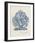 Sea Coral Study II-null-Framed Art Print