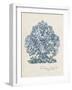 Sea Coral Study II-null-Framed Art Print