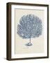 Sea Coral Study III-null-Framed Art Print