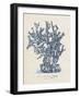 Sea Coral Study IV-null-Framed Art Print