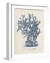 Sea Coral Study IV-null-Framed Art Print