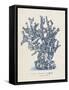 Sea Coral Study IV-null-Framed Stretched Canvas