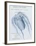 Sea Creatures - Forio-Stephanie Monahan-Framed Giclee Print