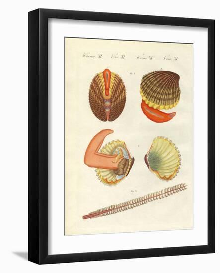 Sea Creatures-null-Framed Giclee Print